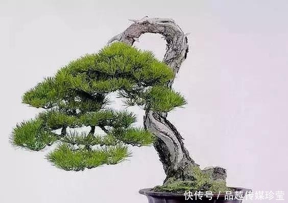 银杏|这3种盆景可以养成传家宝,再穷也要养,越老越值钱!