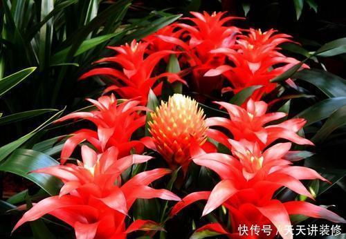 3种盆栽花卉,好养又大气,家里养一盆,旺财也镇宅!