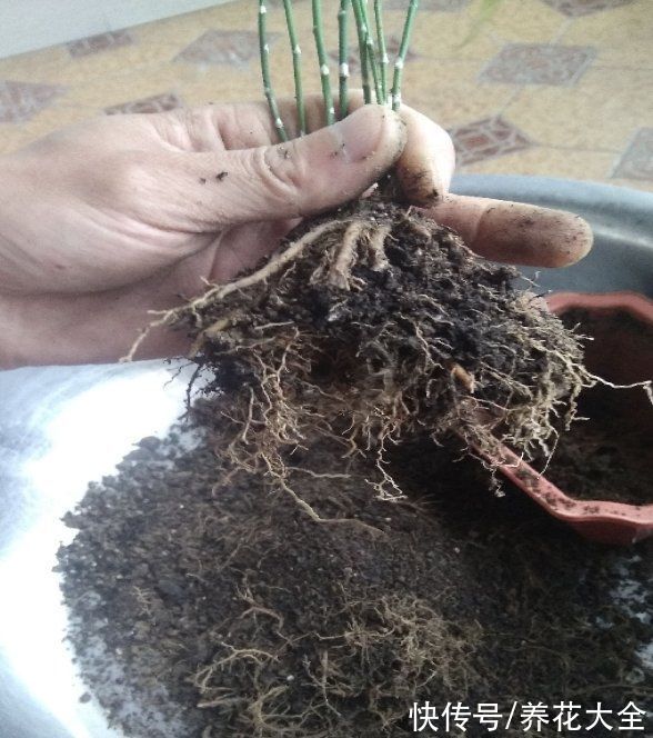 秋天|快死的花别丢掉,找对方法补救一下,还能重焕生机