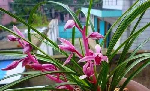 如何判断花卉缺水？教你一个小技巧，浇花不黄叶不烂根！