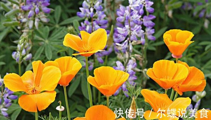 此花花形呈扇形,花瓣本身还泛着丝绸的光泽,让人忍不住驻足停留