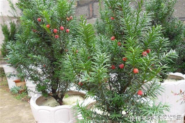 57年前被发现价值，曾一度濒危，如今有人大量种植，却沦为盆栽