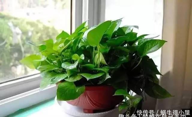 植物|这5种花以后不要买了，很多人被坑了还不知道！