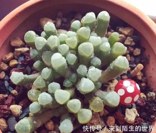 肉友|婴儿脚趾——五十铃玉,娇小萌人,不会养的肉友看过来