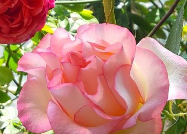 开花最香的3种花,家里养一盆,开花多,不费事就能养好!