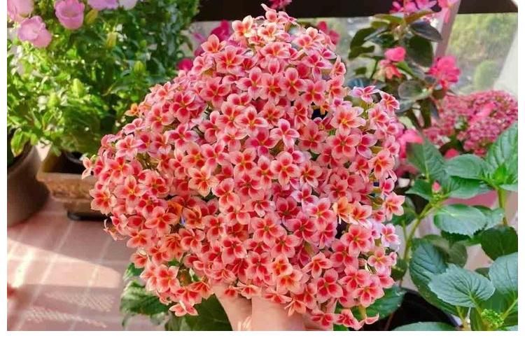 阳台上|冬季养长寿花,记住2点,叶肥厚油绿、花苞多花色美、灿烂盛开