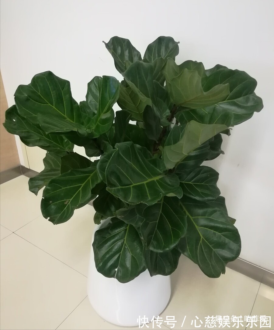 客厅养花不宜多!12种“吉祥花”任选一种,寓意好“养人”还旺家