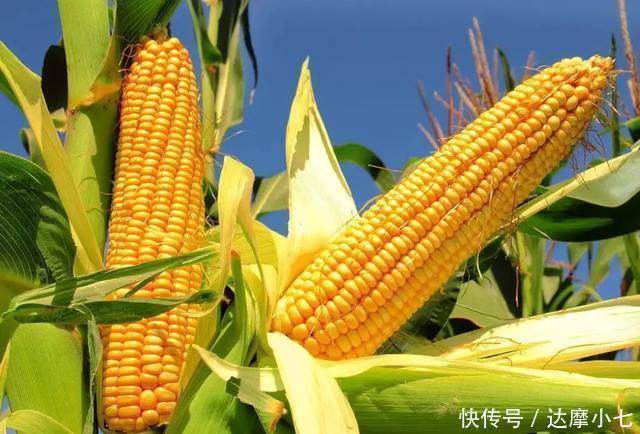 脂肪|得了高血脂,若想改变,晚餐把米面换成这2种食物,让血脂蹭蹭降