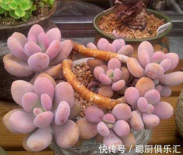 桃蛋黑腐养不好?狠心给它“砍个头”,猛长侧芽,养成漂亮小老桩