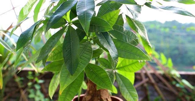 告诉你简单判断发财树缺水的好方法,以后再也不怕发财树缺水了