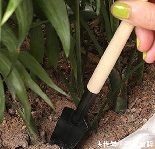 养花土壤别乱用,加上3种东西,肥力足了,几年不用换盆