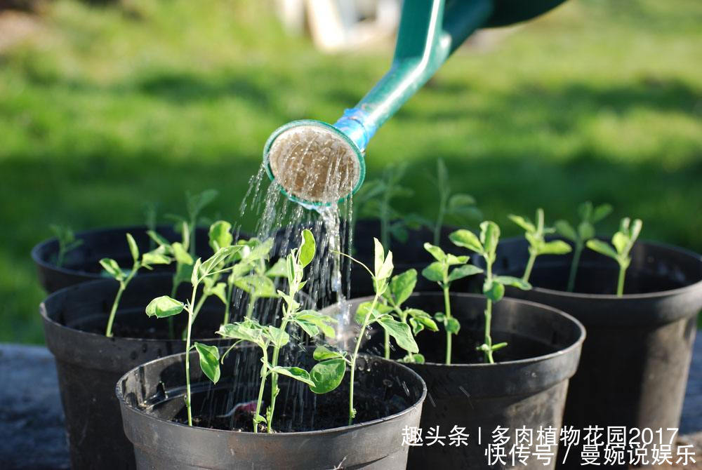 植物|养花容易招小飞虫，这样处理，虫没花美