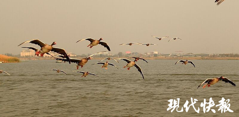 江苏这处湖荡湿地，拥有“百万水鸟飞平湖”的美景