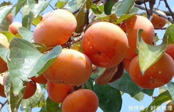 明白|“一个柿子十副药”是什么意思?看完终于明白了!