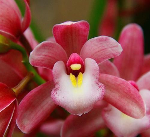 爆盆|家有阳台别浪费了,此兰是香花之首,花香最浓,是“爆盆小能手”