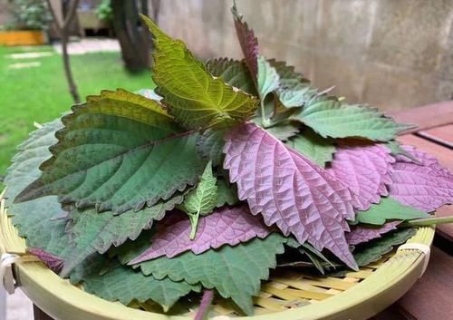 这种叶子夏天到处是,泡茶喝散寒解毒、降压降脂阳台就能种