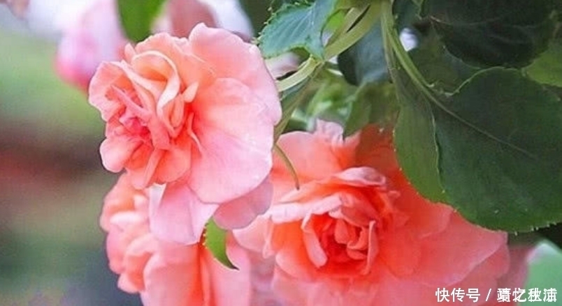 福运花|3种福运花，自带福气好养活，越热开花越旺，开成漂亮小花园！