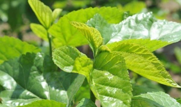 桑葉泡水喝好處多,但以下禁忌很重要,為了家人健康早點了解