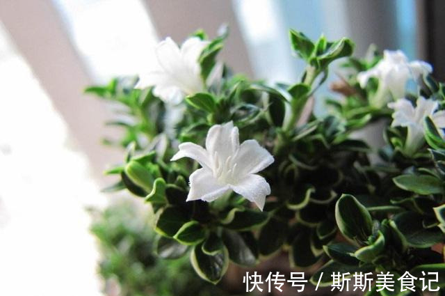 金边|不要再花很多钱买盆景了，这3种花，养得好就是最漂亮的盆景