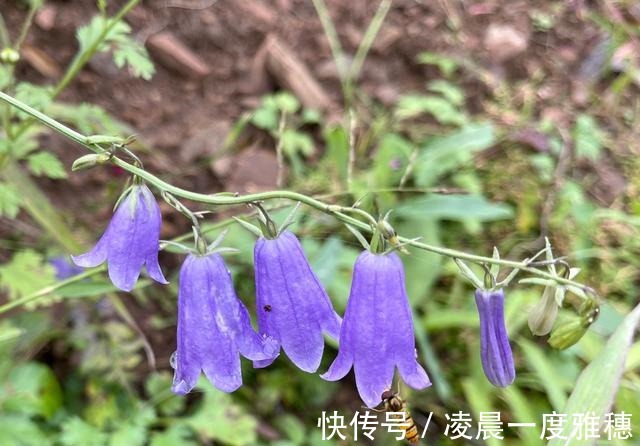 宝山寺|走遍中国寺院之第1436家，承德宝山寺