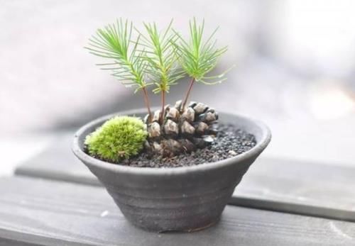 山上捡来的松塔，简单几步就能让它发芽，成了美观的小盆景