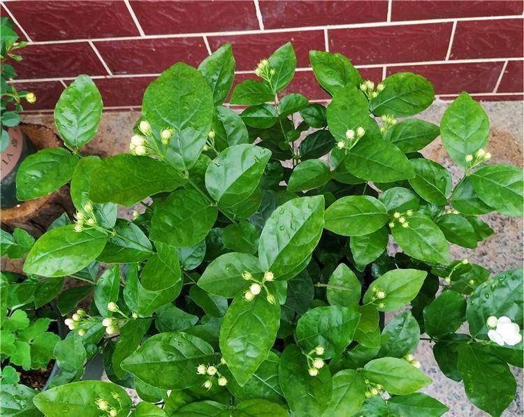 茉莉|6月养茉莉，做好这3点，让茉莉生长有动力，爆花不断