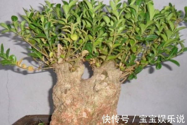 养花不如“养树”，客厅养上这三种，没想到聚财又养人