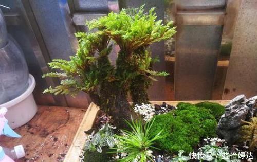 养卷柏无需花钱买幼苗,野外寻些带回家,这样处理制成漂亮盆景