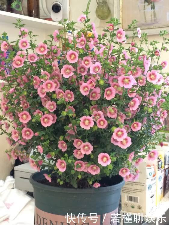 养花|李大爷养花,2种水“浇灌”所有花,1盆比1盆旺,从不买“花肥”