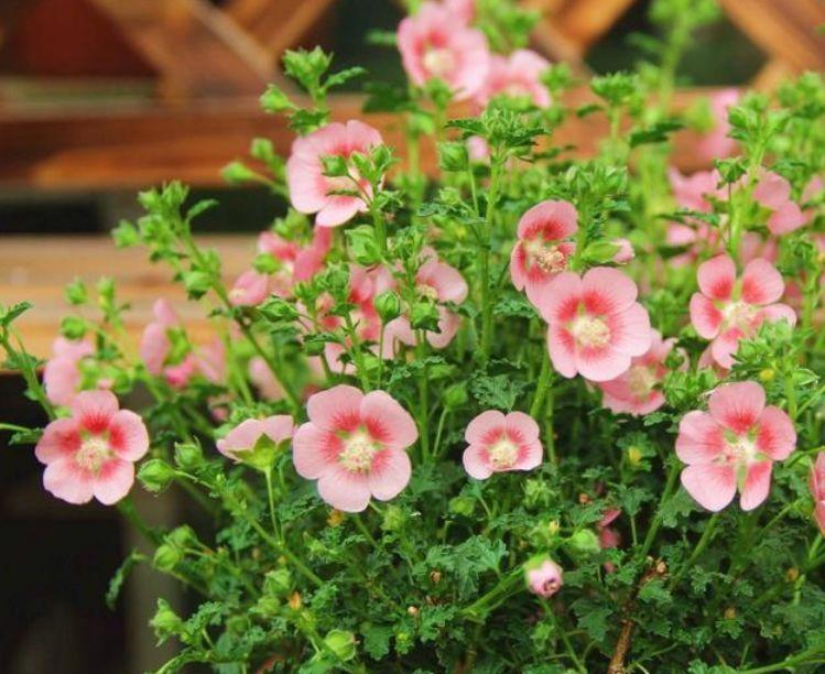 4种花是懒人的最爱,有阳光就爆盆,不仅花好看,名字也好听