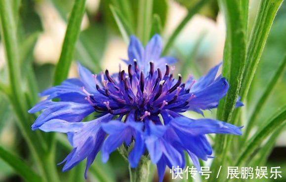 厕所想养花“3种”便宜又好看,水越多、花越艳,花开日日红