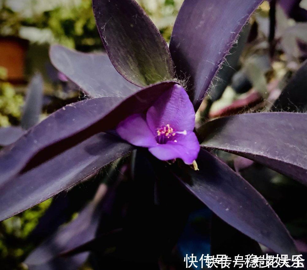 阳台上|紫竹梅紫得高贵,忽略一件事,叶子变成“丑陋绿”,太难看