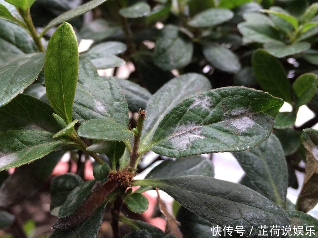 杜鹃花度夏难赶紧换位置,不长斑不招虫,秋天猛开花!