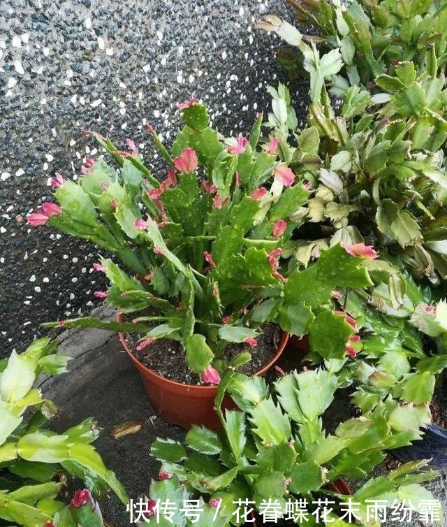 蟹爪兰叶子又软又薄老爸用4招,软叶立起来,咔咔就爆盆