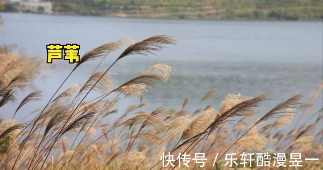 什么水草才是冬季钓鲫鱼的好位置老钓友经验,这3种水草很藏鱼