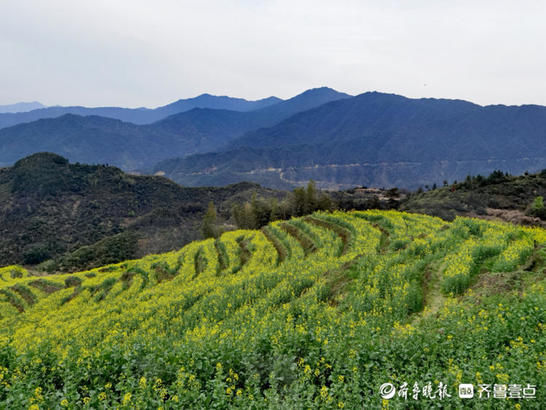 婺源篁岭的油菜花漫山遍野，美不胜收