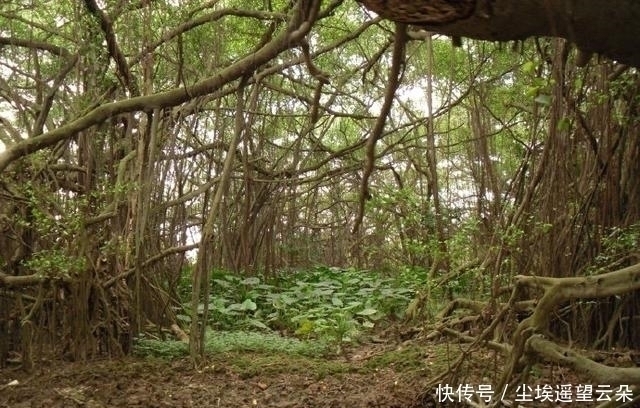 夏候鸟|中国最大的一棵树独木成林，占地20亩，成千上万只鸟在树上栖息