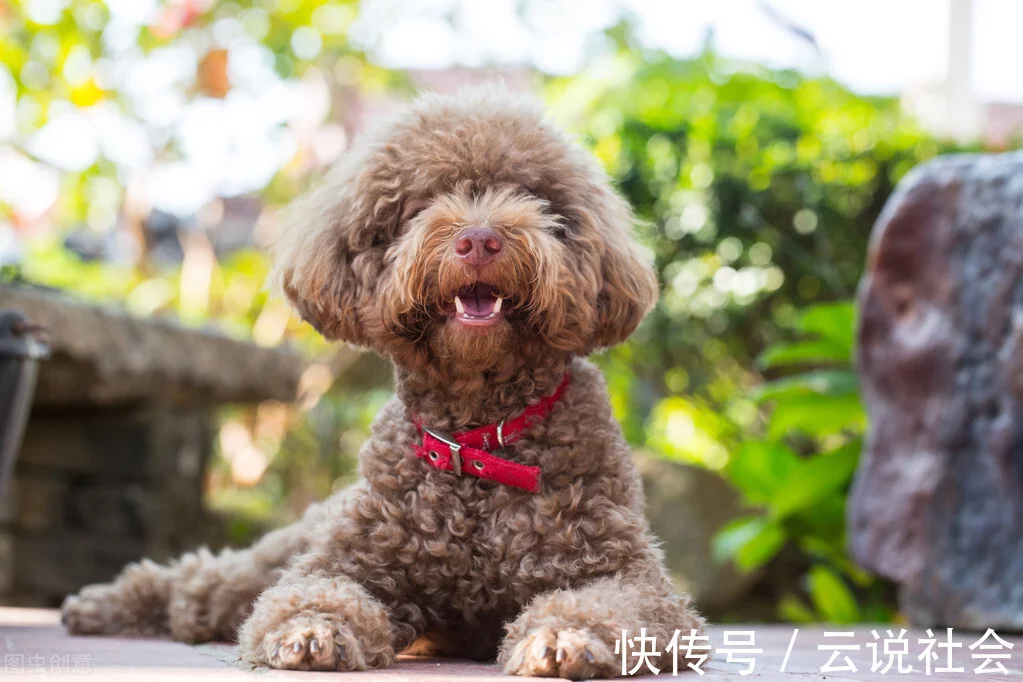 贵宾犬这些部位不用洗太干净，“脏点”