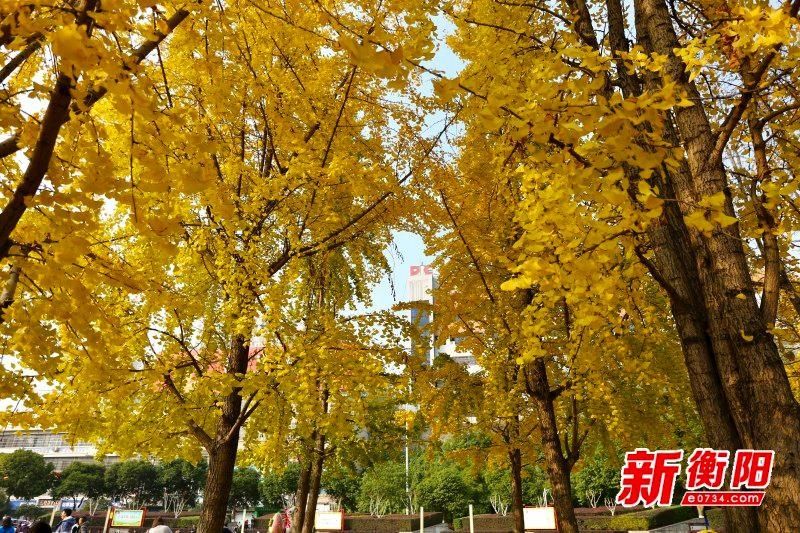 雁城|「组图」一树灿然、满地金黄！暖阳下的雁城银杏等你来赏