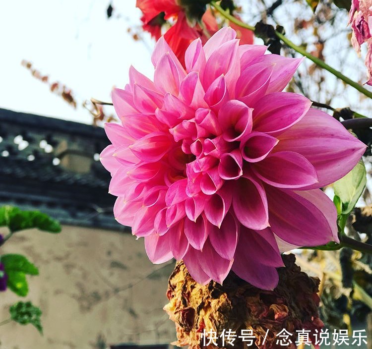 水溶液|3种花卉,真是勤奋的“好孩子”,整个夏天都在开,花苞比拳头