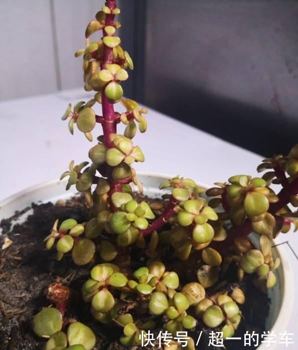 养了多年的雅乐之舞,竟然喷了药,花骗子套路果然很深!