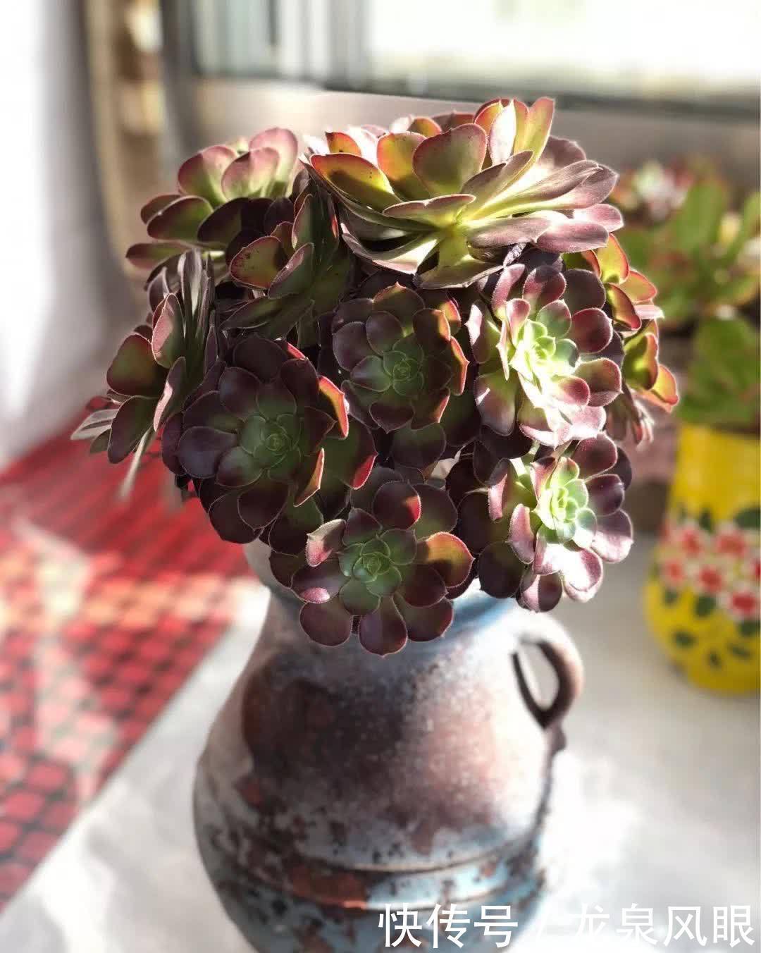 多肉黑法师,养护有“四技巧”,分枝多颜色美更漂亮