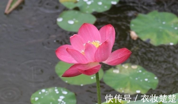 “四蒂睡莲”长什么样?一起来花博园看荷花、莲花群芳争艳