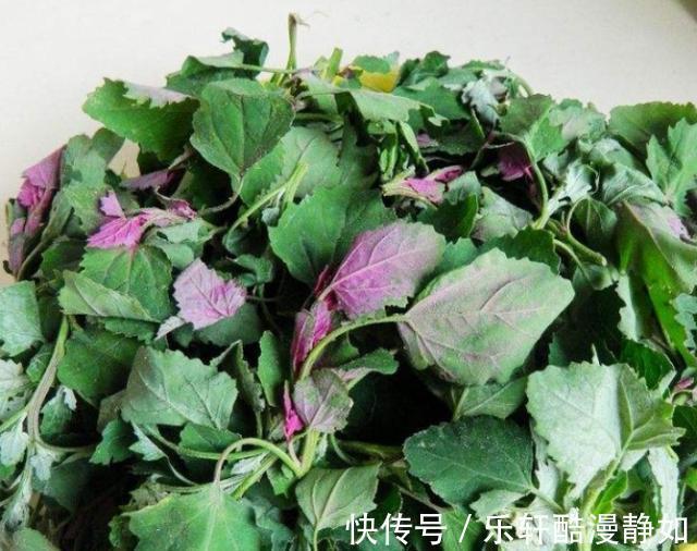 凉拌灰灰菜|你见过这个神仙宝藏吗，不用花钱就能吃到，是营养价值极高的蔬菜