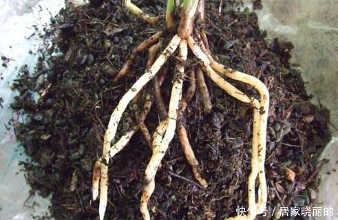 中药|君子兰用这个土来养，根系肥壮，叶子又厚又亮，花开的越来越多