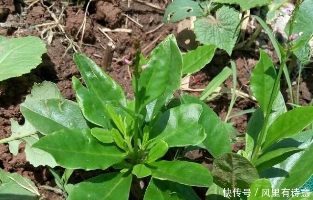 药用价值|农村一种常见野草,被农民割来喂猪,殊不知是种珍贵“土人参”
