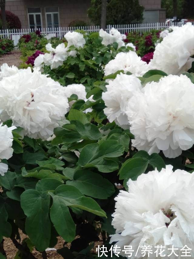 这么多花，为什么偏偏牡丹是“花中之王”？看完你也得服