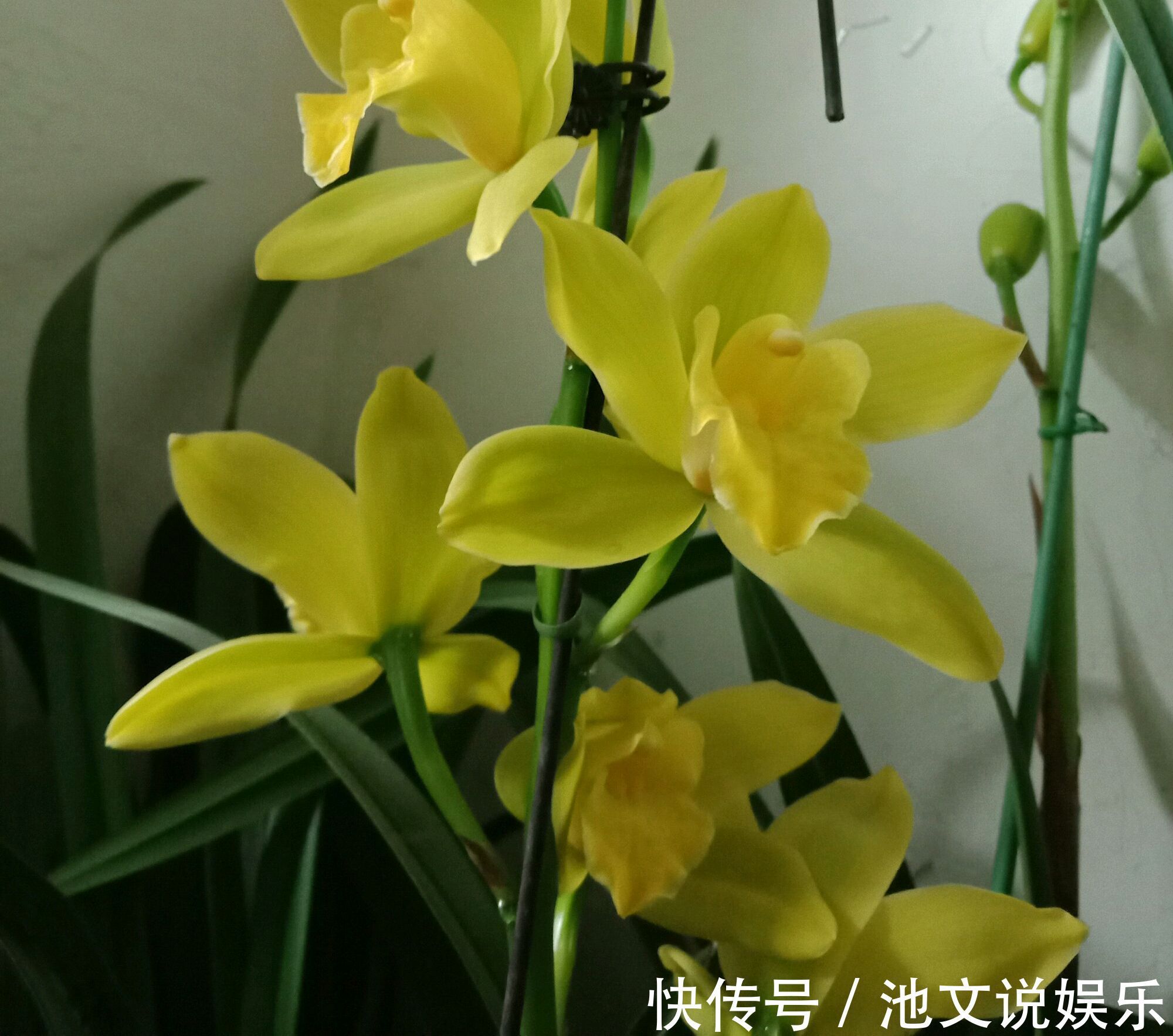 花盆|养大花蕙兰，选错花盆有风险，好多兰友易忽略，根系往外长