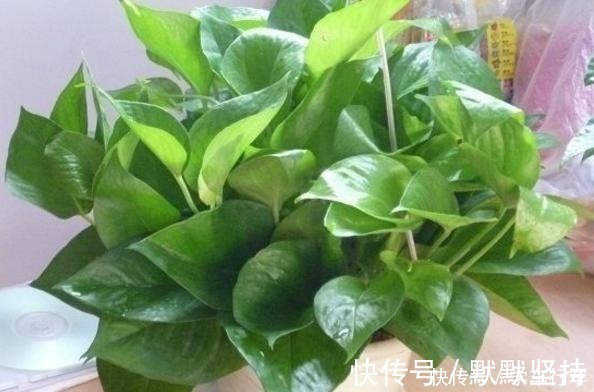 枯萎|这5种花别放这些位置,放一盆死一盆,不是黄叶就是枯萎,快挪走!