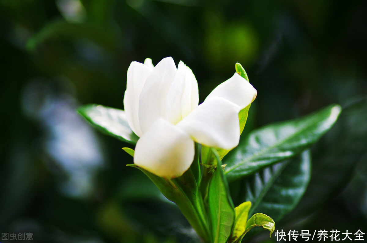 茉莉花|2种难养的花要注意，一不小心全挂掉，快来避坑